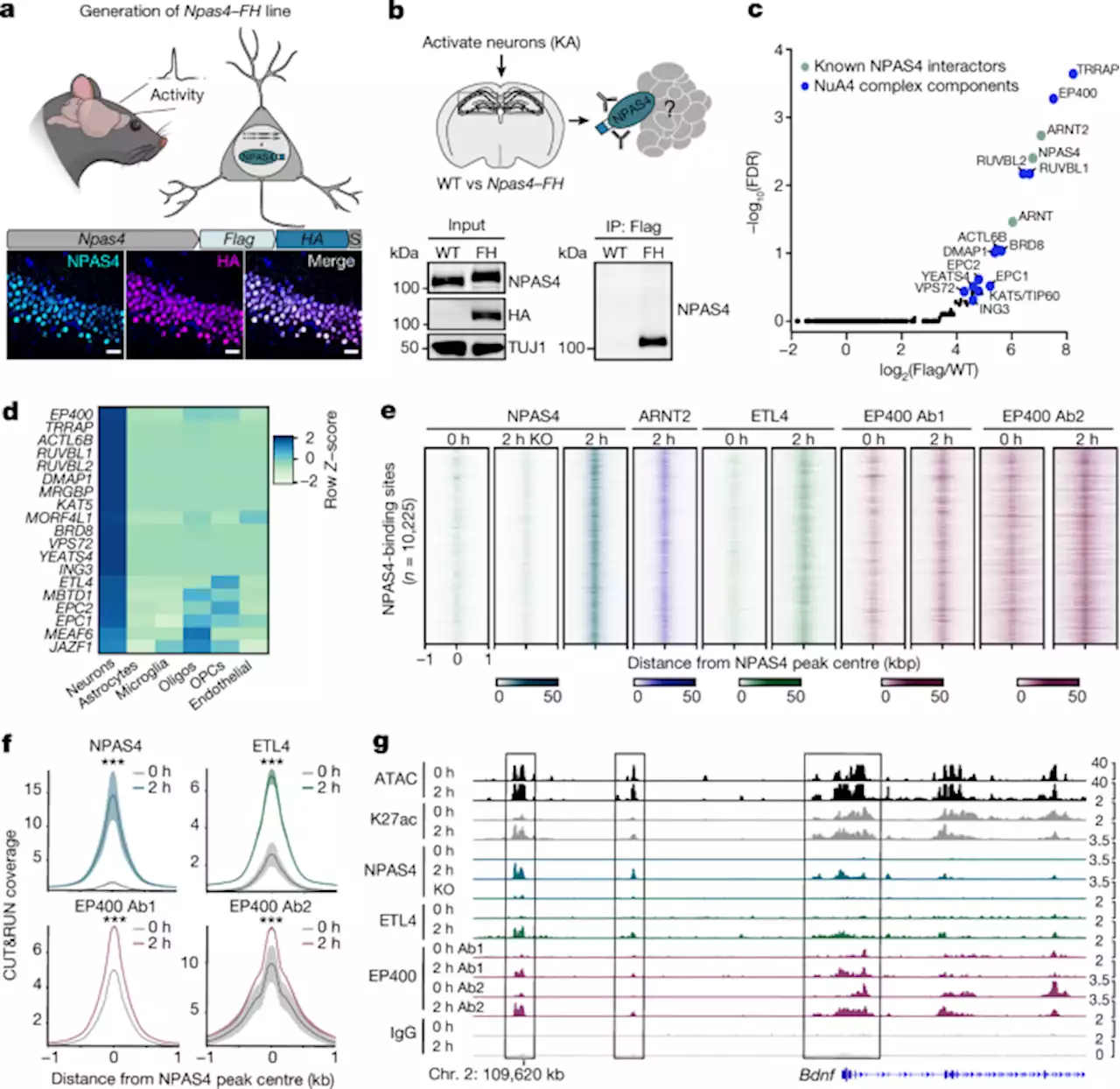 A NPAS4–NuA4 complex couples synaptic activity to DNA repair - Nature