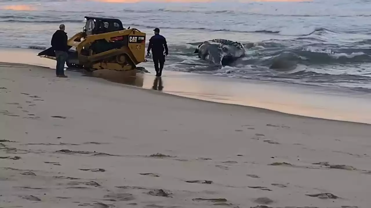 Whale Death Toll Rises Again, Latest Found on NYC Beach With Signs of Vessel Strike