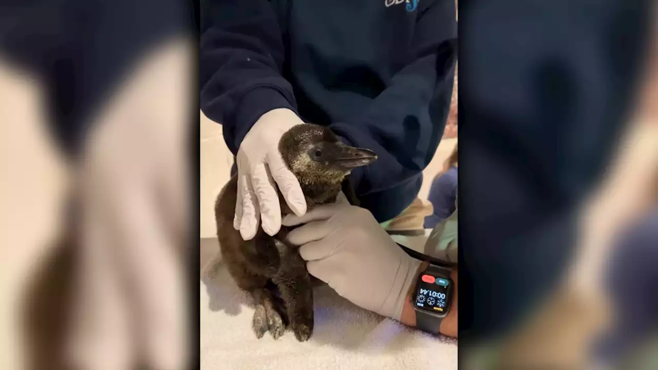 Fluffiness Galore! Watch Arizona Aquarium Welcome 3 Endangered African Penguin Chicks