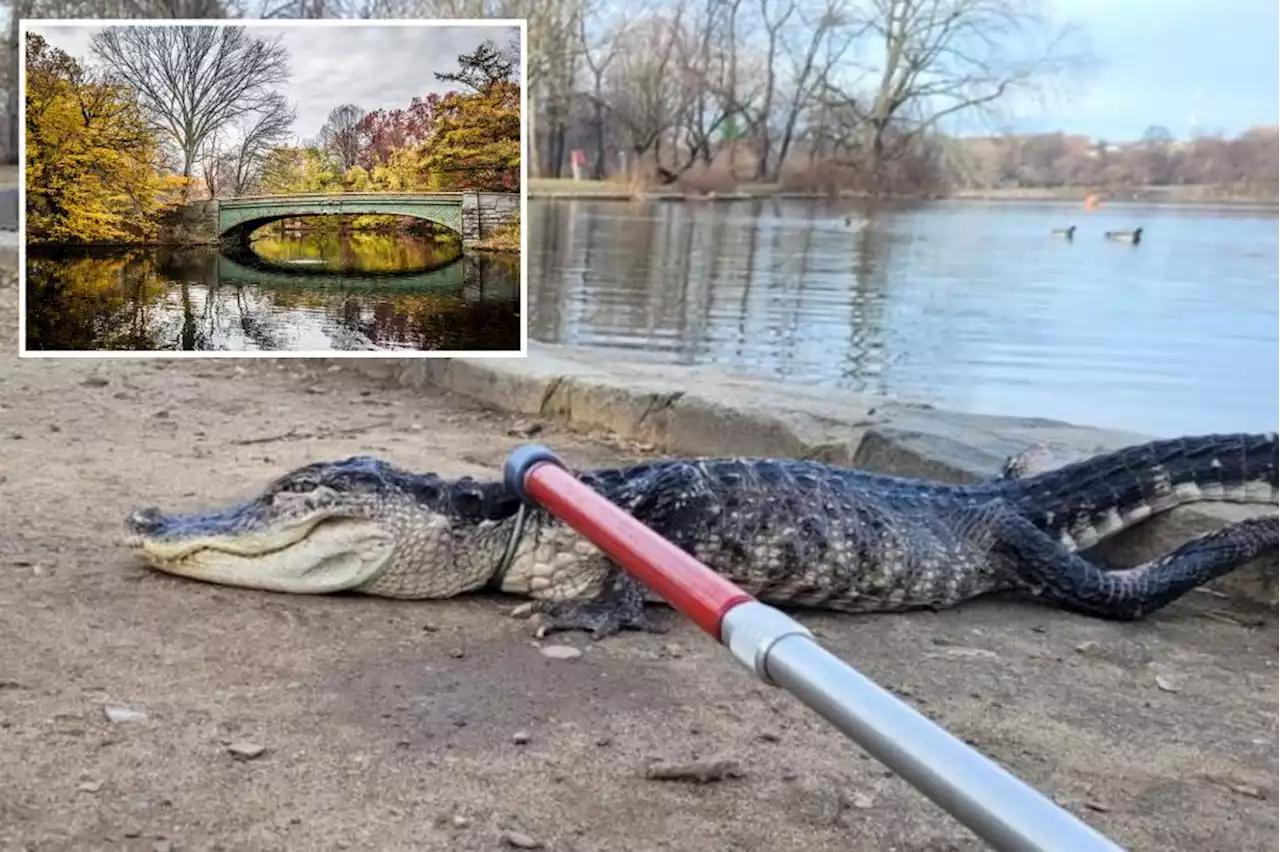 Workers stunned as 4-foot alligator is hauled from Brooklyn’s Prospect Park Lake