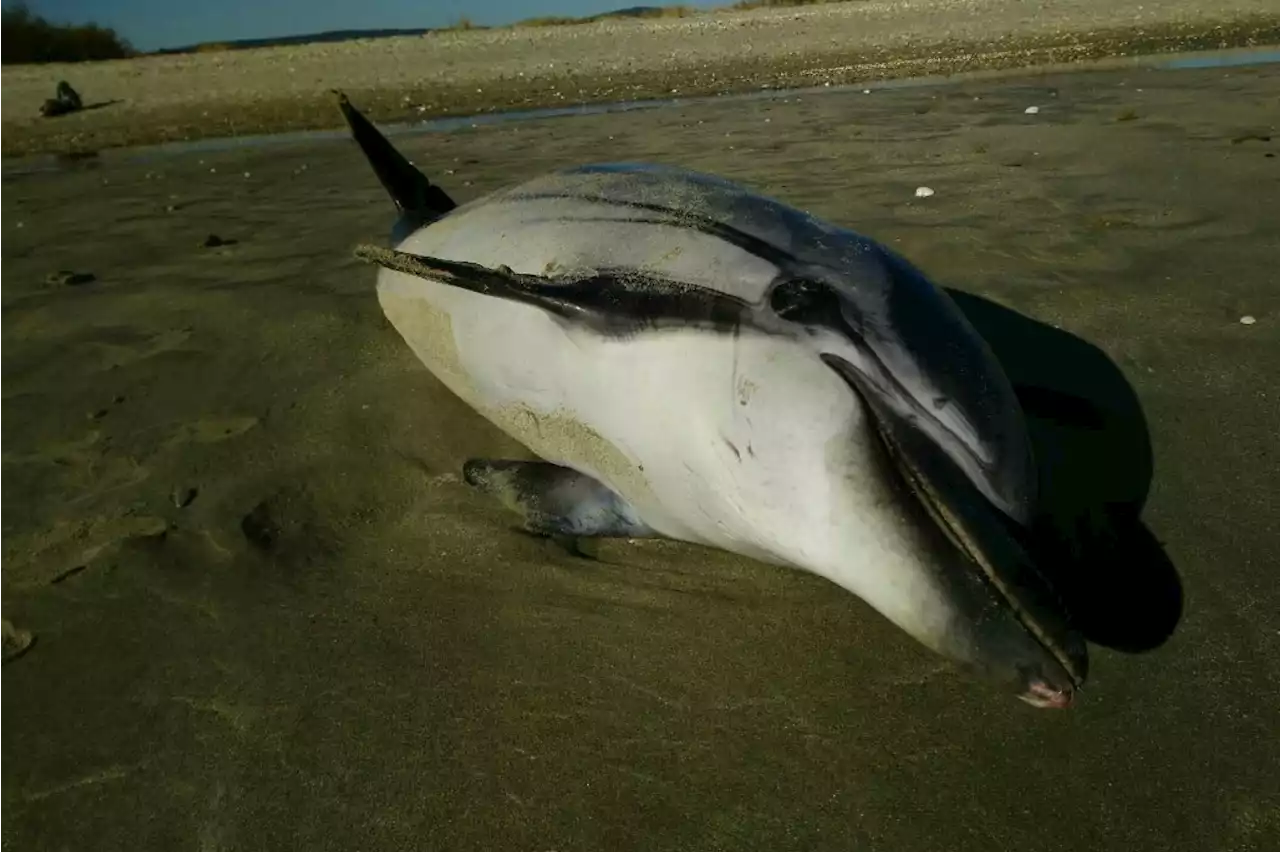 Golfe de Gascogne : un dauphin mutilé et scarifié retrouvé