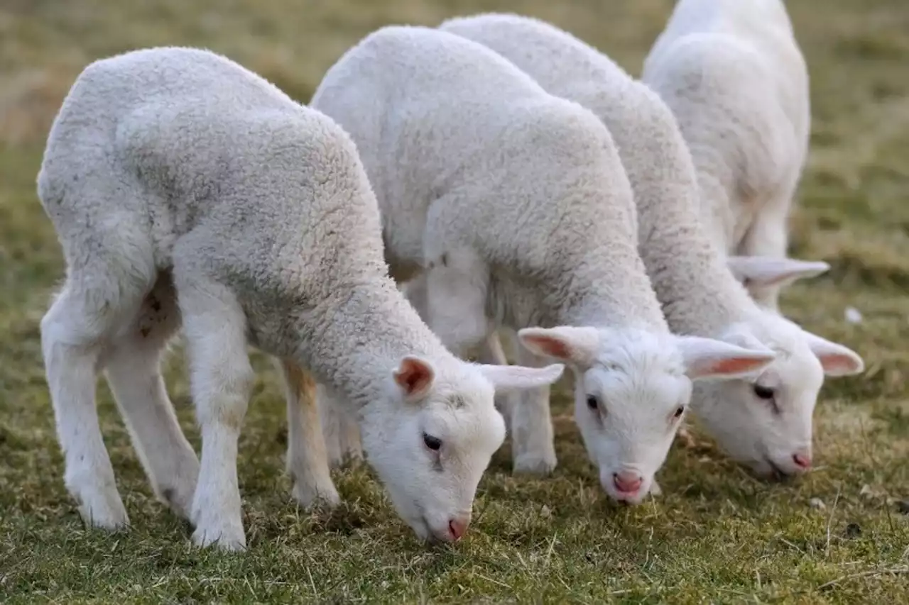 Pourquoi l'agneau ne s'appelle pas 'moutonneau'