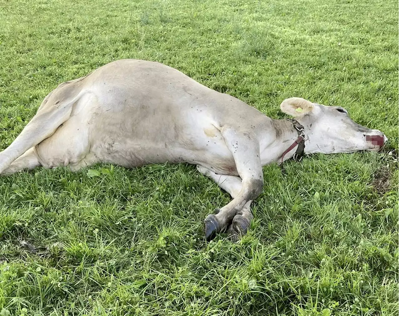 100 tote Milchkühe: Todesursache wahrscheinlich Botulismus - Schweizer Bauer