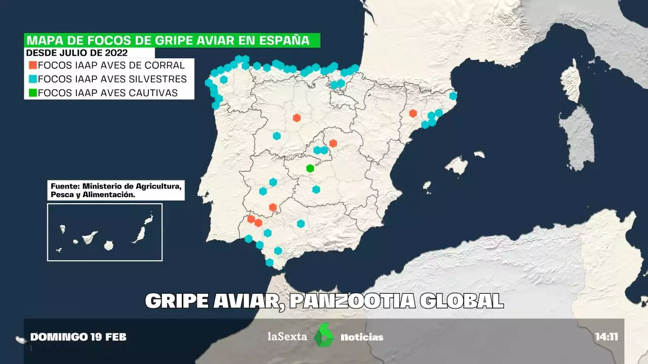 España aumenta su alerta ante el repunte de casos de gripe aviar en Europa