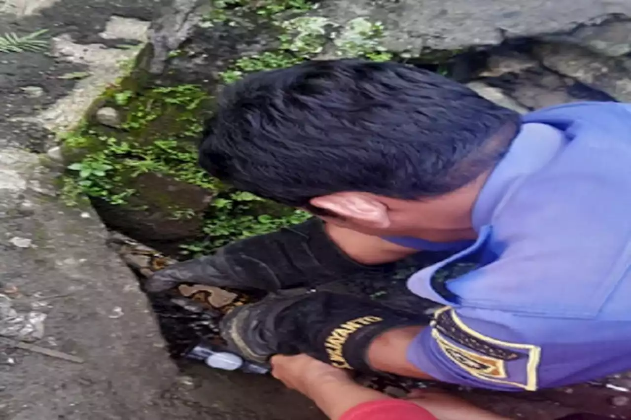 Ular Sanca Sepanjang 2 Meter Ngumpet di Pipa Saluran Air