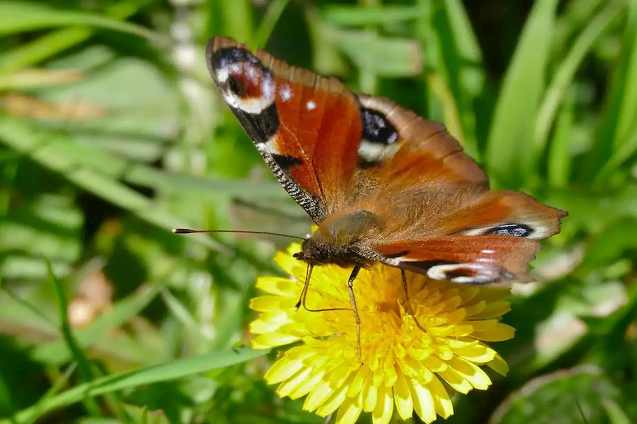 Biodiversité : mais où sont passés les insectes ?