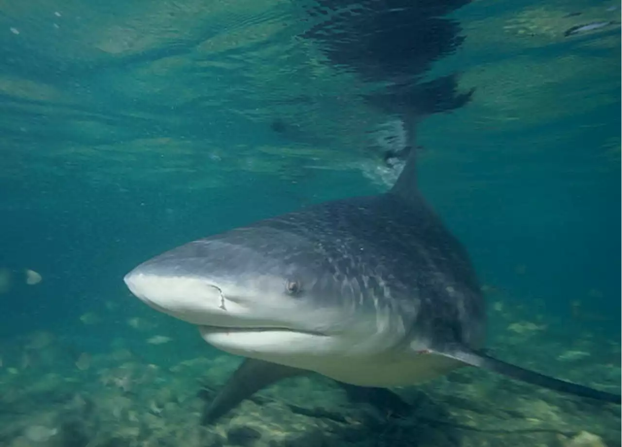 Nouvelle attaque de requin à Nouméa, un touriste australien succombe à ses blessures