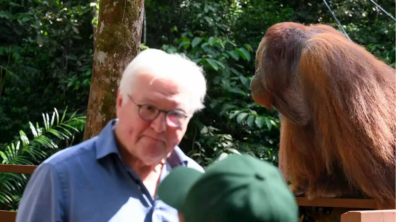 „Ist mir auch noch nicht passiert“: Orang-Utan Erwin kommt Bundespräsident Steinmeier in die Quere