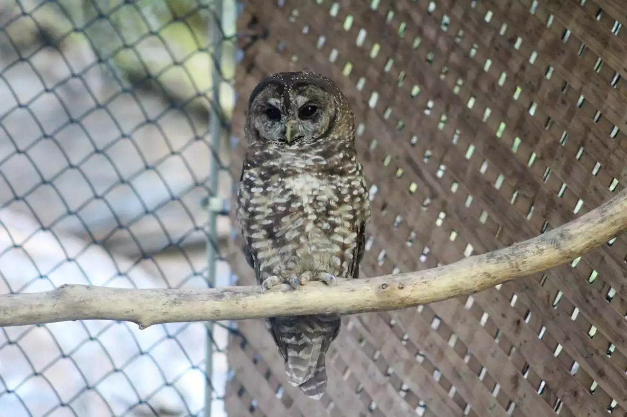 Northern spotted owl found injured near B.C. train tracks 2 months after release - Terrace Standard