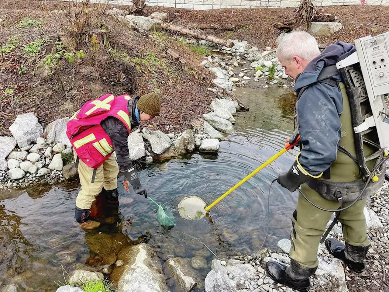 Fish showing up in View Royal stream once choked with weeds