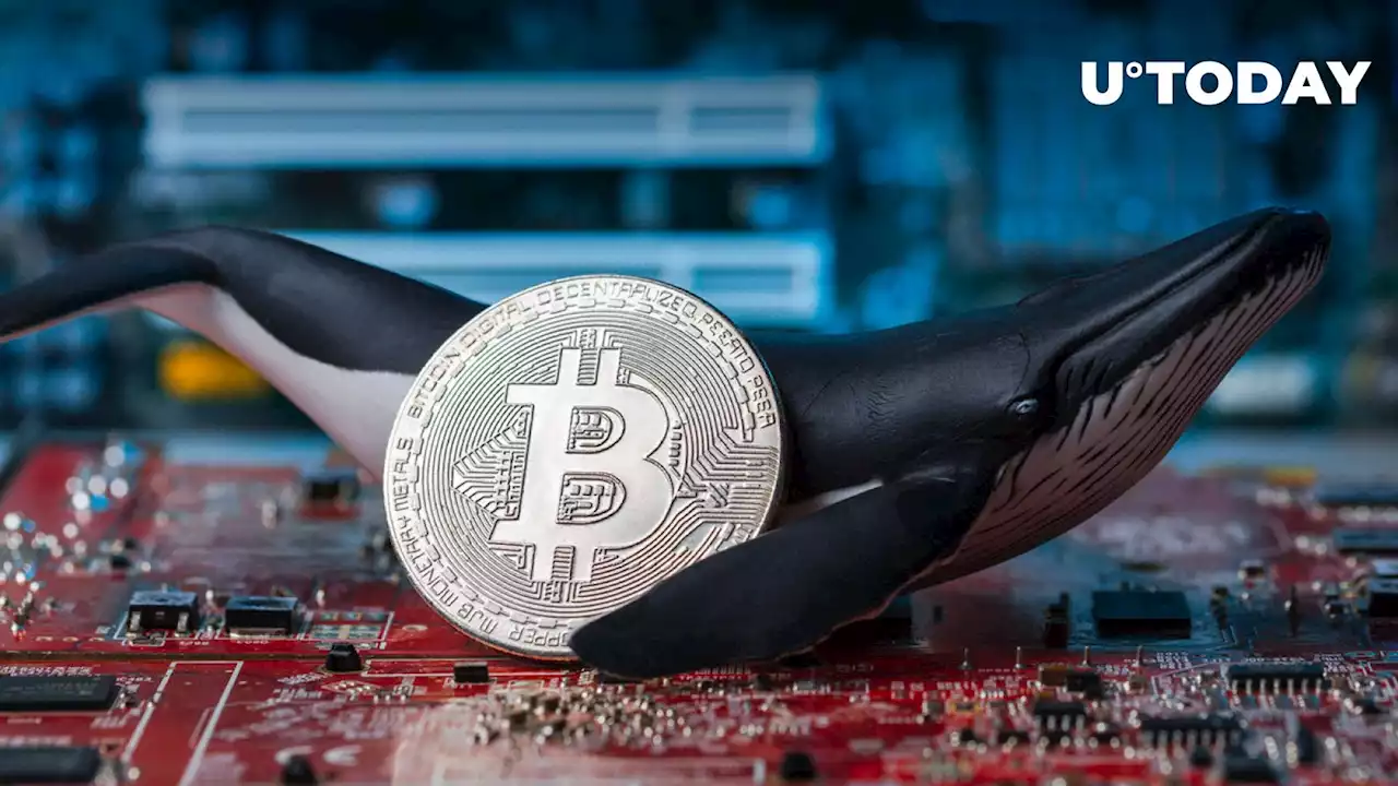 Ancient Bitcoin Whales Massively Waking Up: What's Happening?