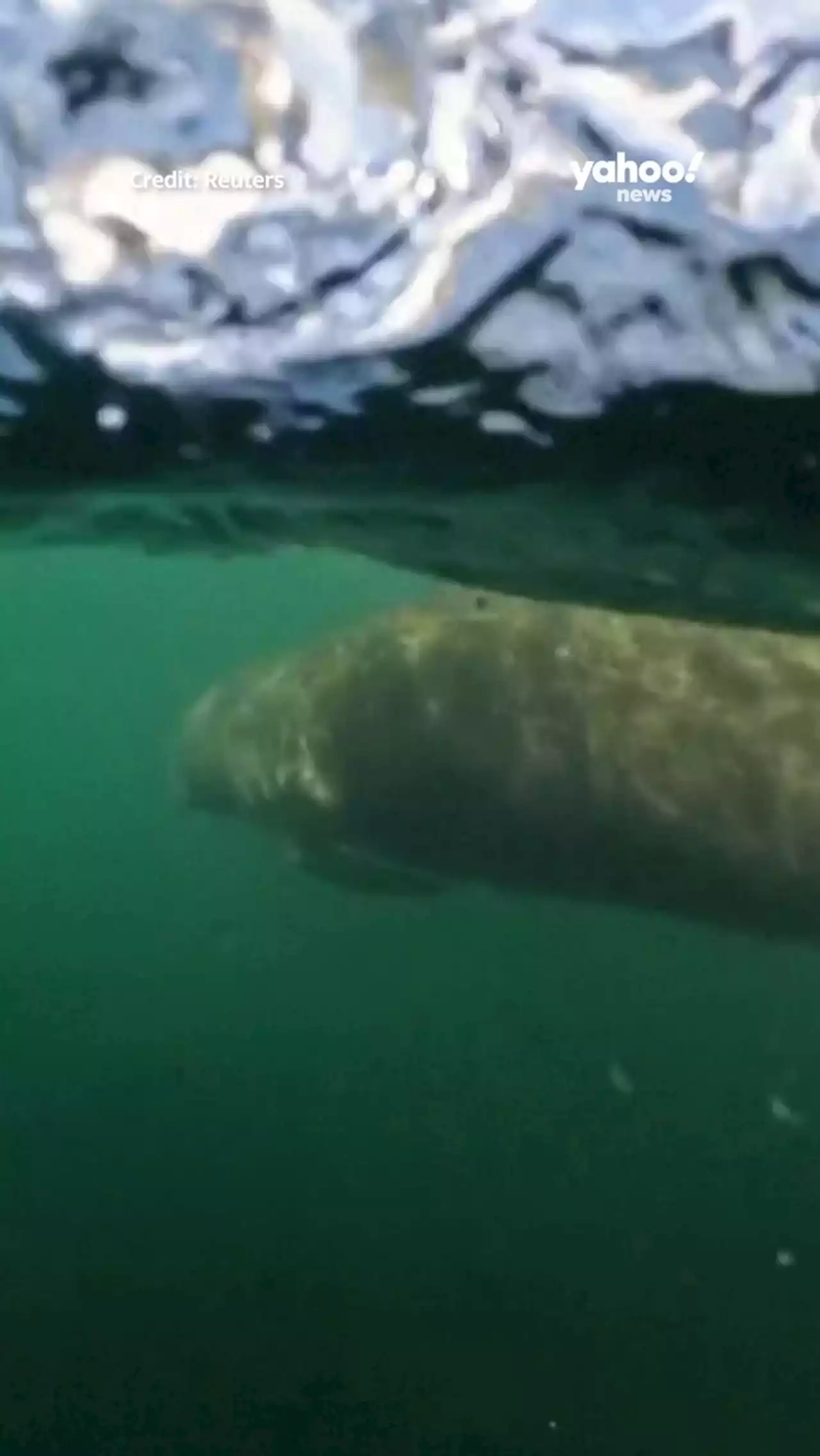 Florida manatees dying off at an alarming rate, experts say