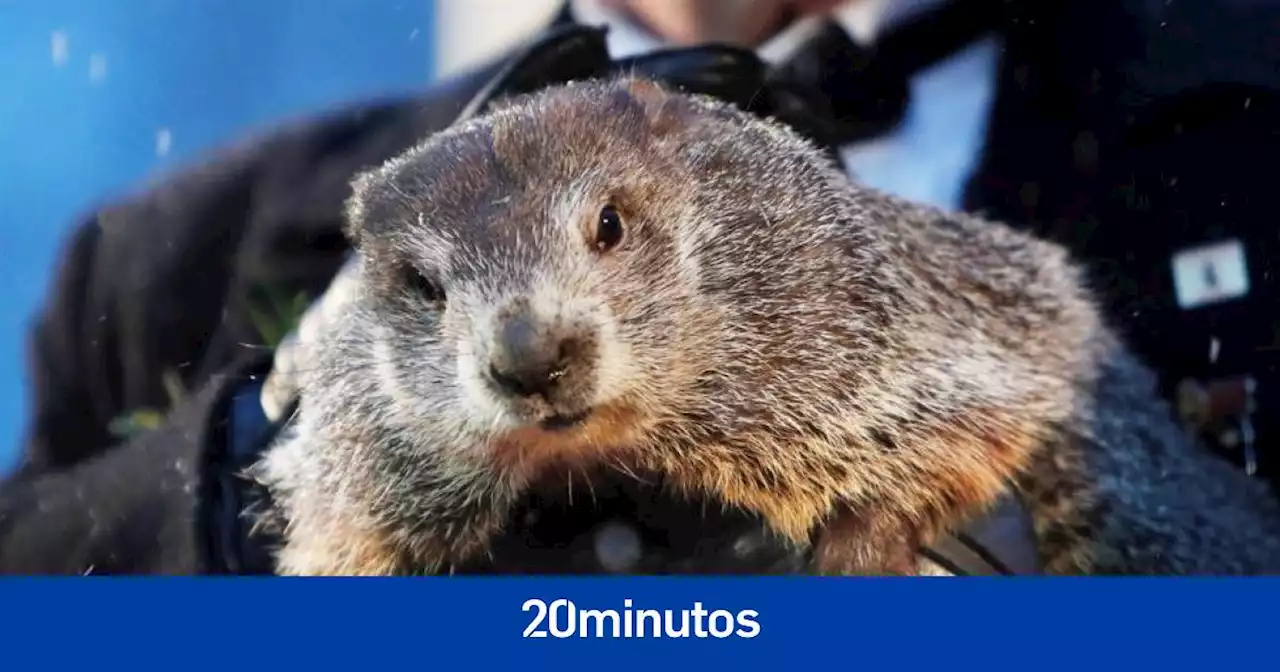 Día de la Marmota 2023 | Predicción de la marmota Phil, en directo: ¿Cuánto durará el invierno?