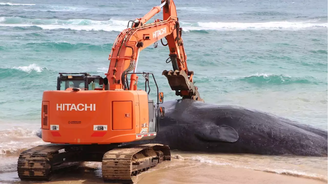 Hawaii whale dies with fishing nets, plastic bags in stomach