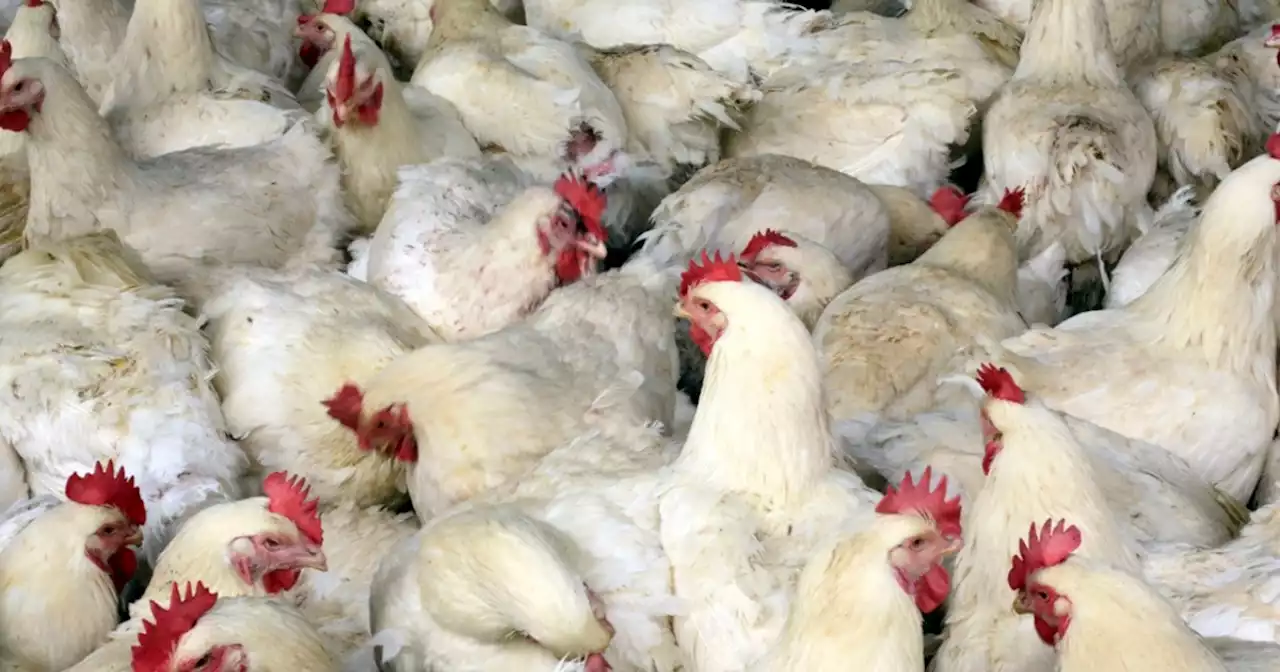 Querétaro cierra el 2022 como el cuarto productor de pollo a nivel nacional