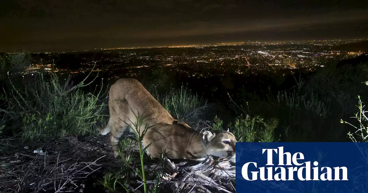 Child attacked by mountain lion in northern California