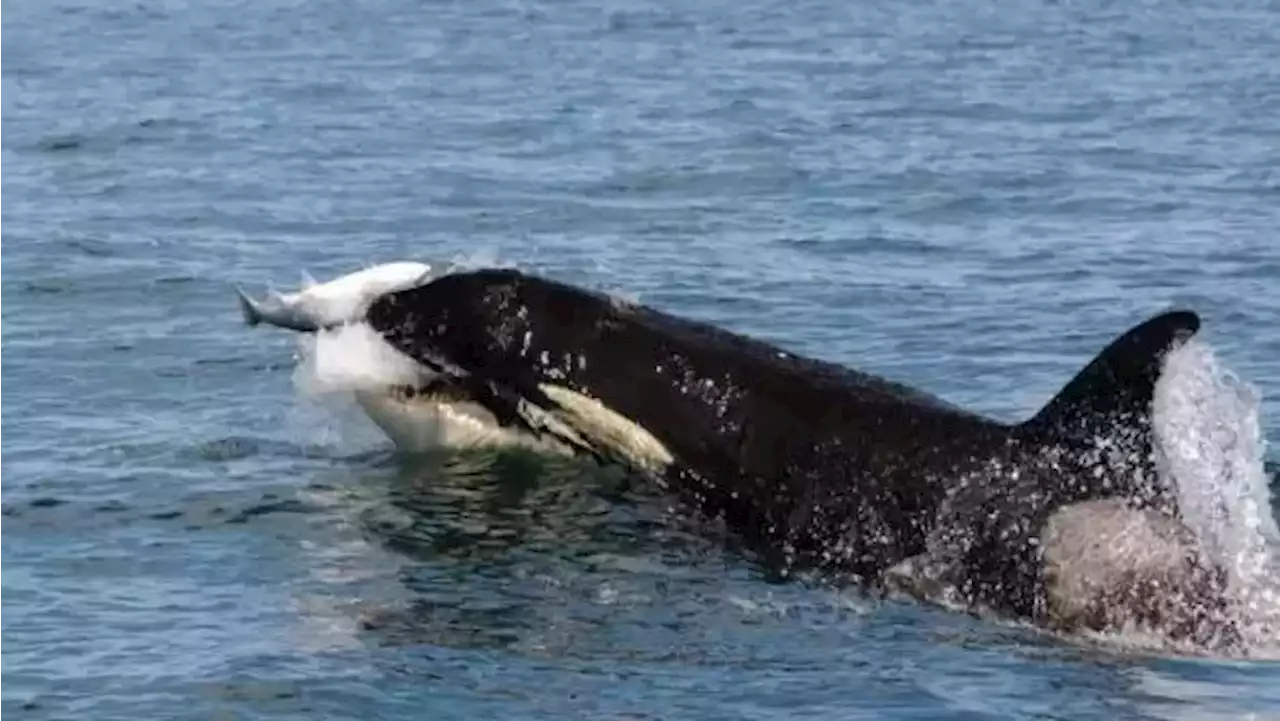 Gov. Dunleavy says state will appeal Southeast killer whale lawsuit to Supreme Court if necessary