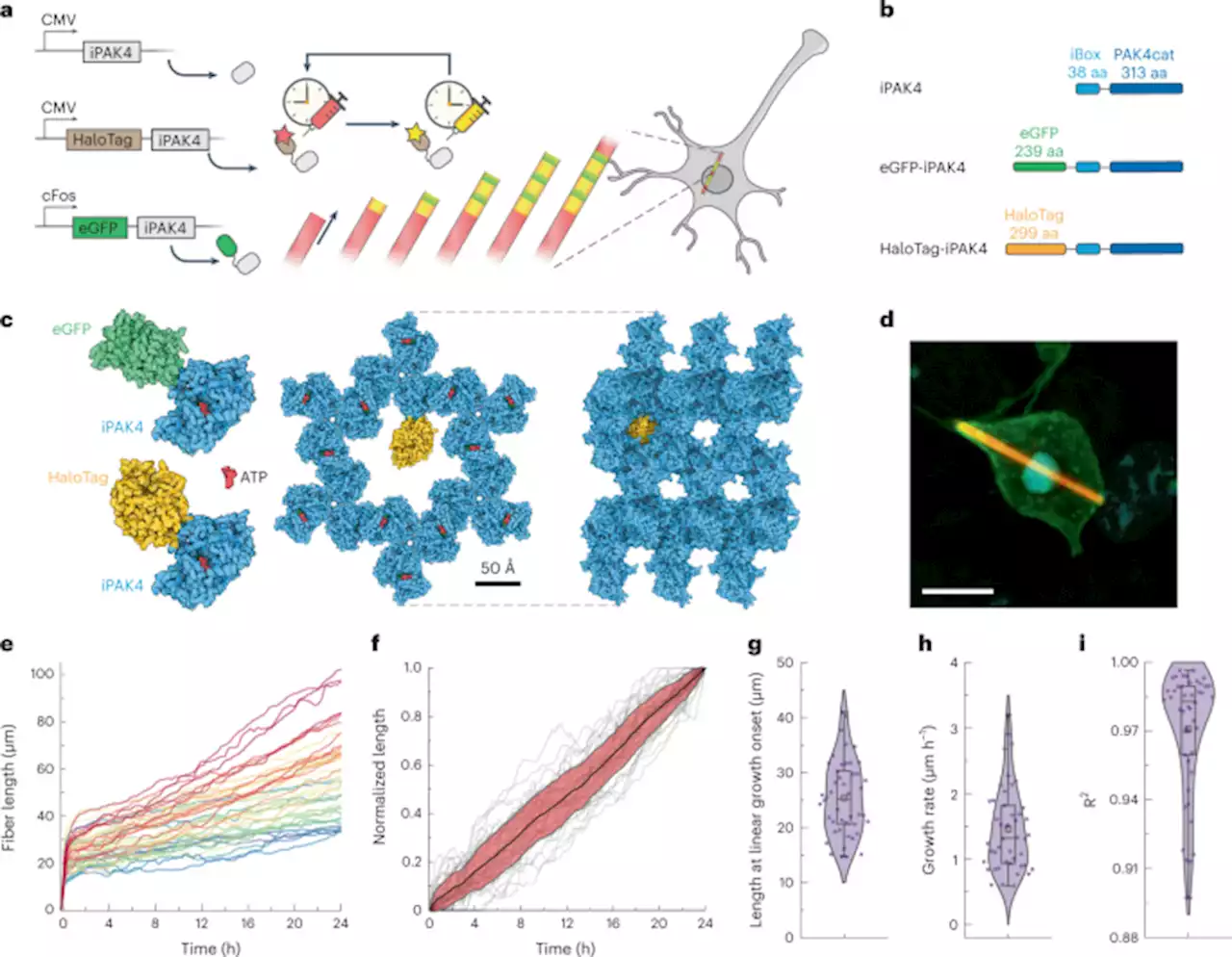 Time-tagged ticker tapes for intracellular recordings - Nature Biotechnology