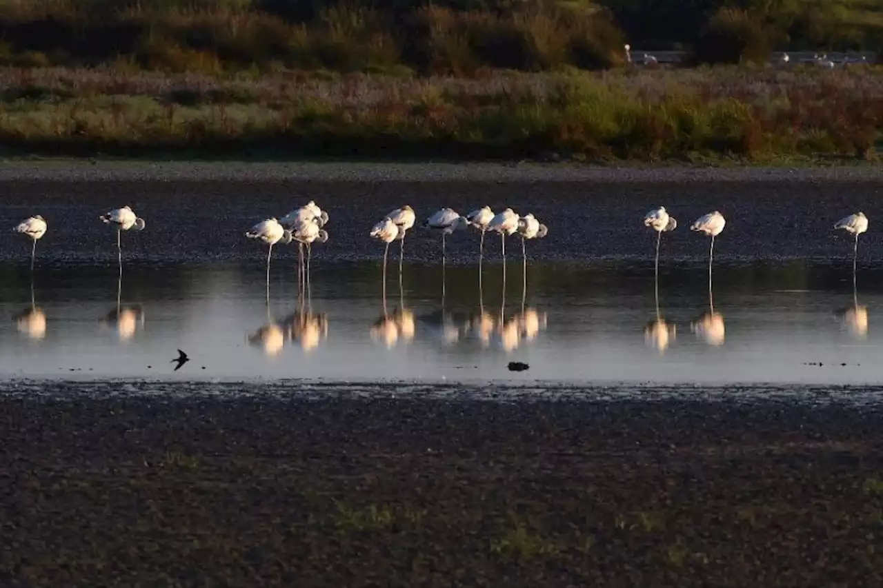 El declive ecológico de Doñana deja la cría de aves bajo mínimos y aboca a la desaparición de especies