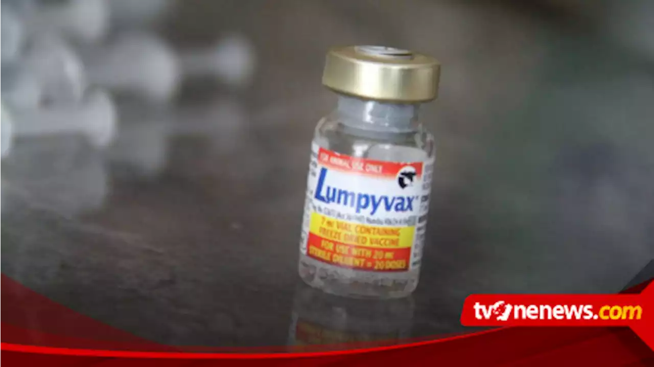 Cegah Penyakit Lumpy Skin Disease (LSD), Puluhan Hewan Ternak di Kudus Divaksin