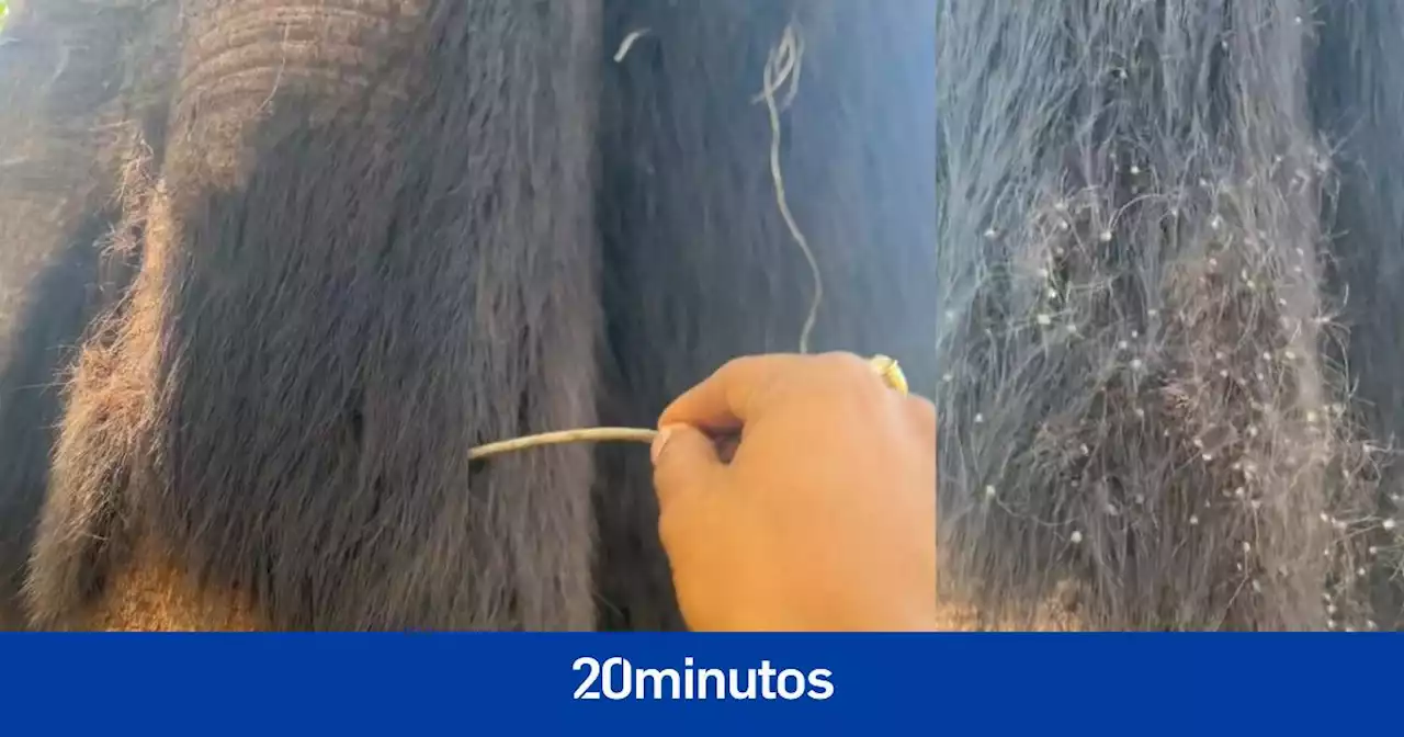 Un tiktoker revela qué es en realidad el 'pelo' que vemos en algunos árboles