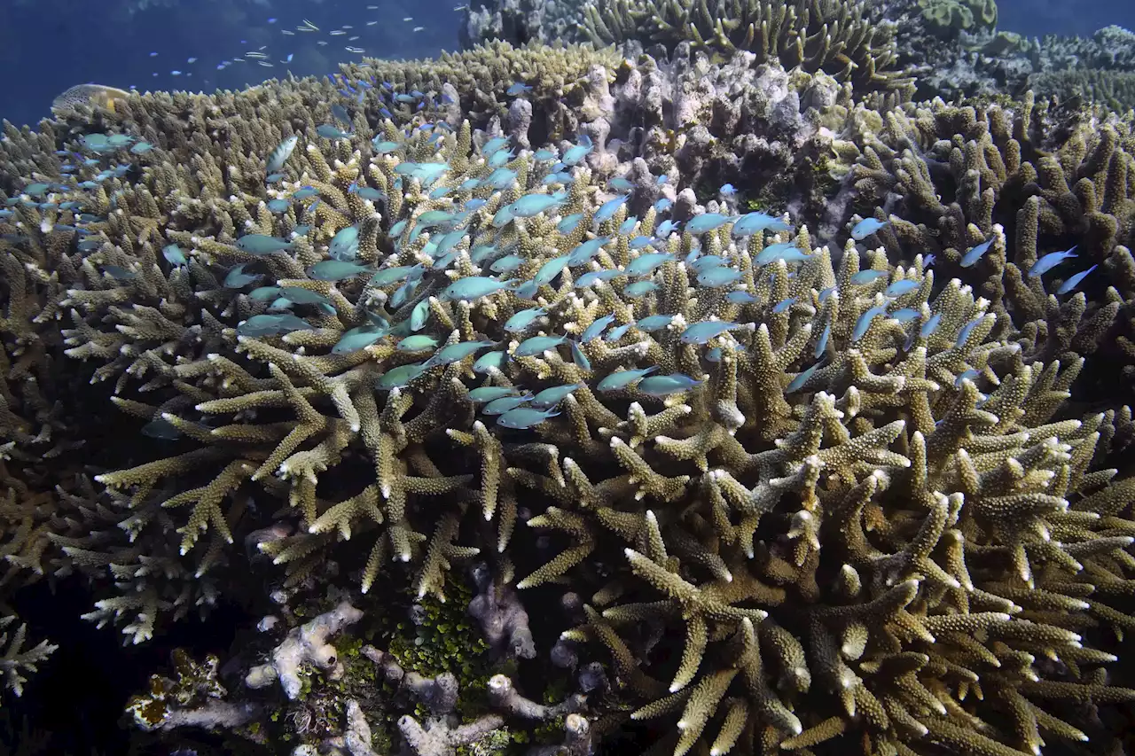 UN ocean treaty talks resume with goal to save biodiversity