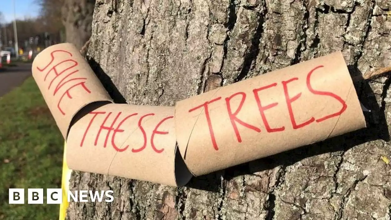 Wellingborough: Plan to fell ancient trees sparks protest