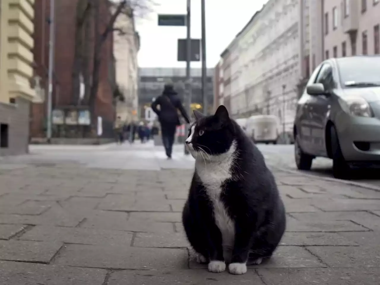 A fat cat has become the top-rated tourist attraction in a Polish city | Business Insider