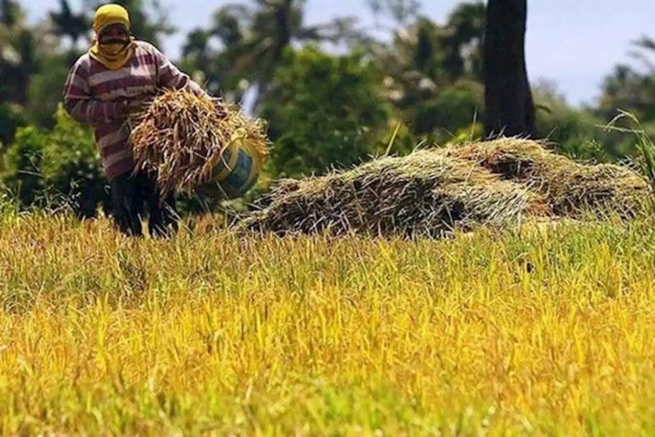 Abandoning monocropping expected to boost farming households’ food security - BusinessWorld Online