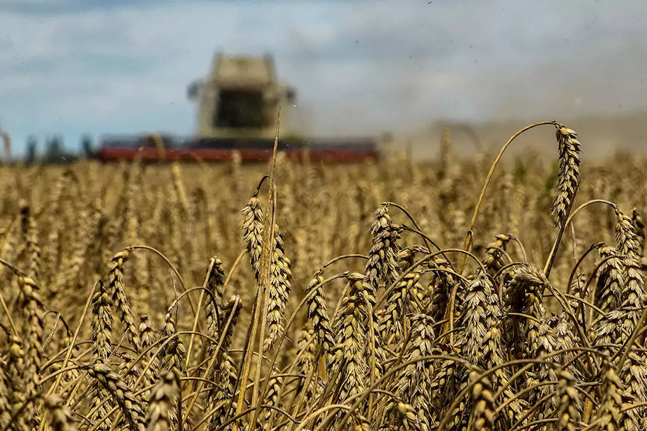 Russia, Turkey leaders may talk Black Sea grain deal soon — RIA - BusinessWorld Online