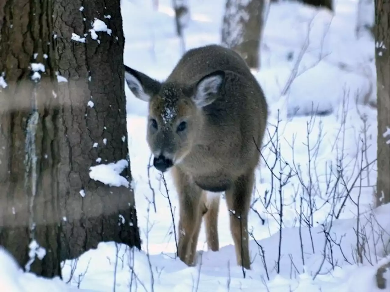 White-tailed deer could reintroduce some COVID strains to humans: study