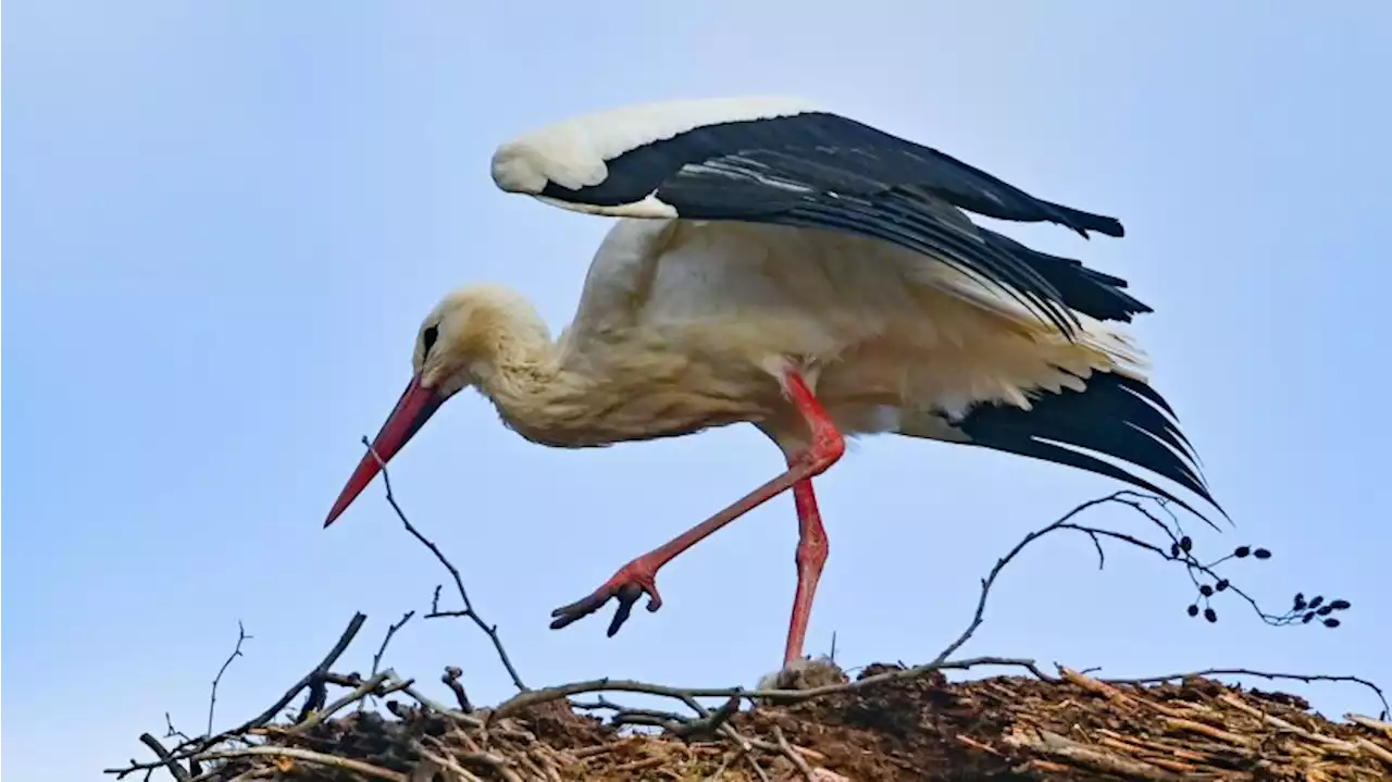 Storch Kurtchen Rotschnabel als Winterflüchter zurück