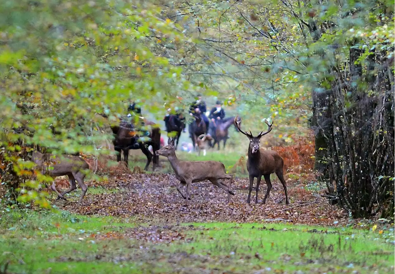 La chasse à courre dans le viseur d’un texte de loi