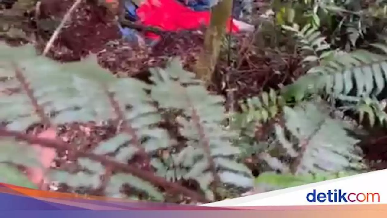 Tunggu Evakuasi, Begini Kondisi Kapolda Jambi dkk Korban Heli 'Jatuh' di Hutan