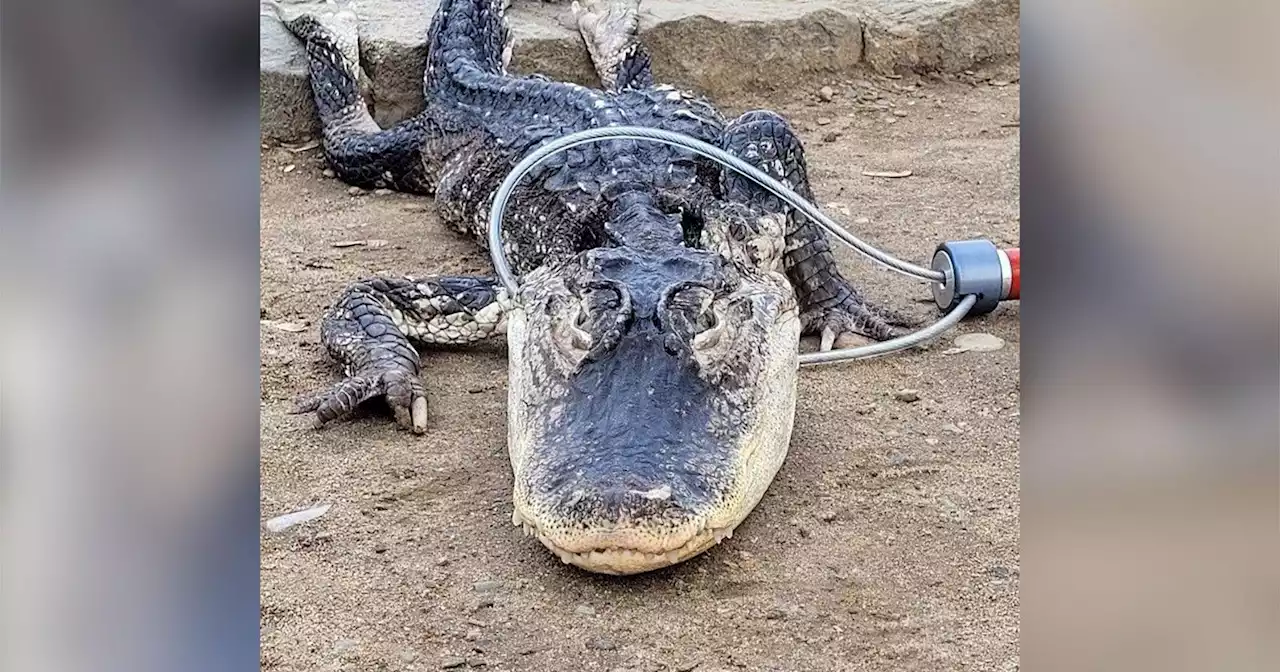 Scaly Surprise: Park workers rescue alligator in Brooklyn park