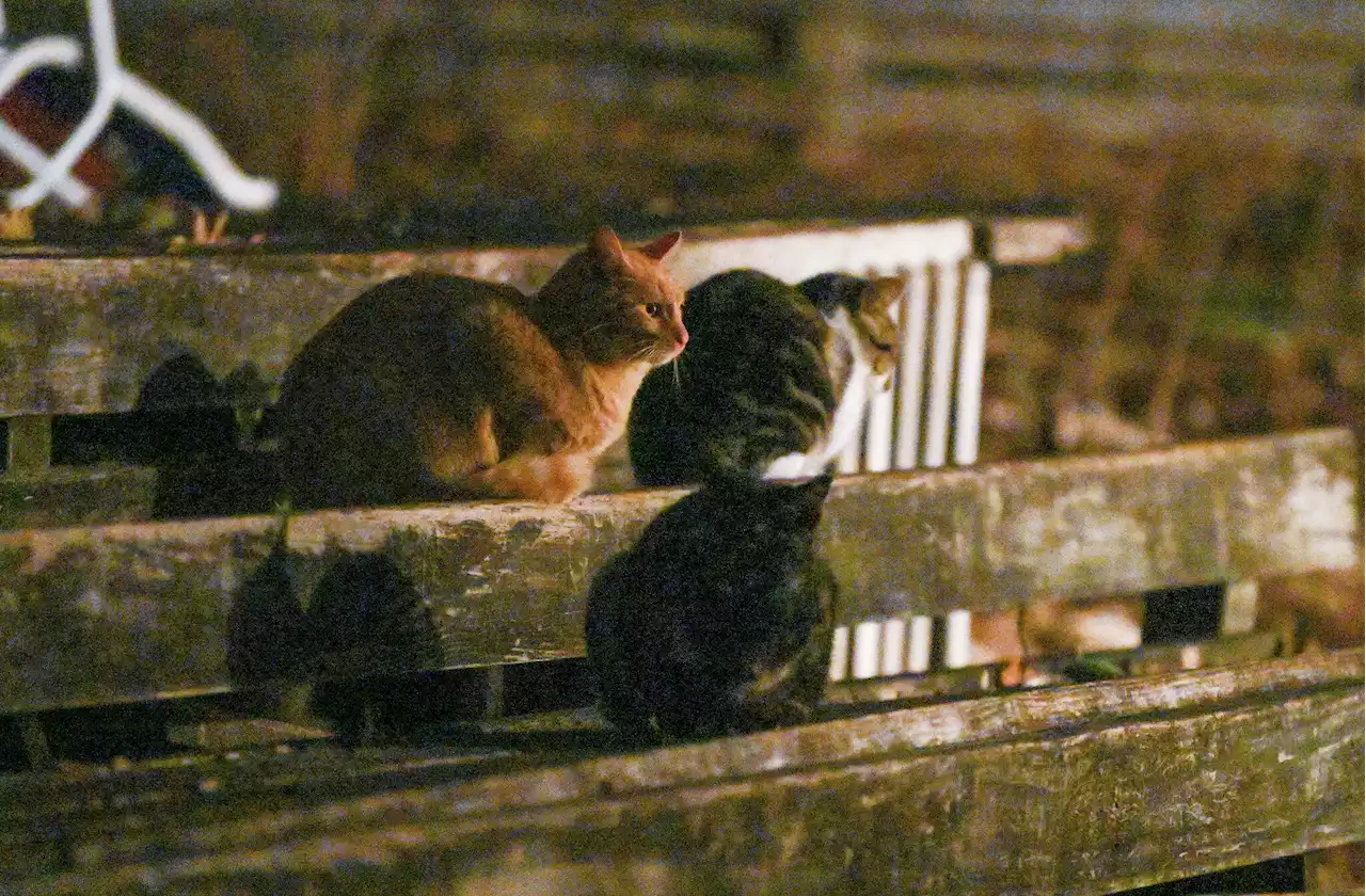 Feral cat debate: Here's a look at S.A.'s growing problem