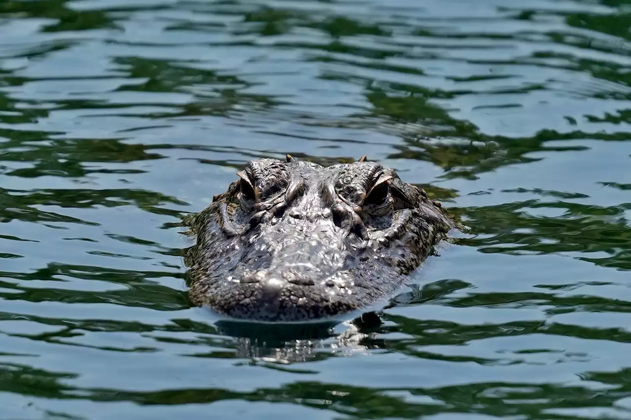 Alligator fiskades upp i New York