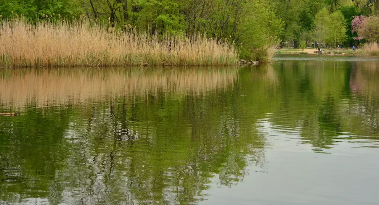 Alligator captured in Brooklyn's Prospect Park Lake