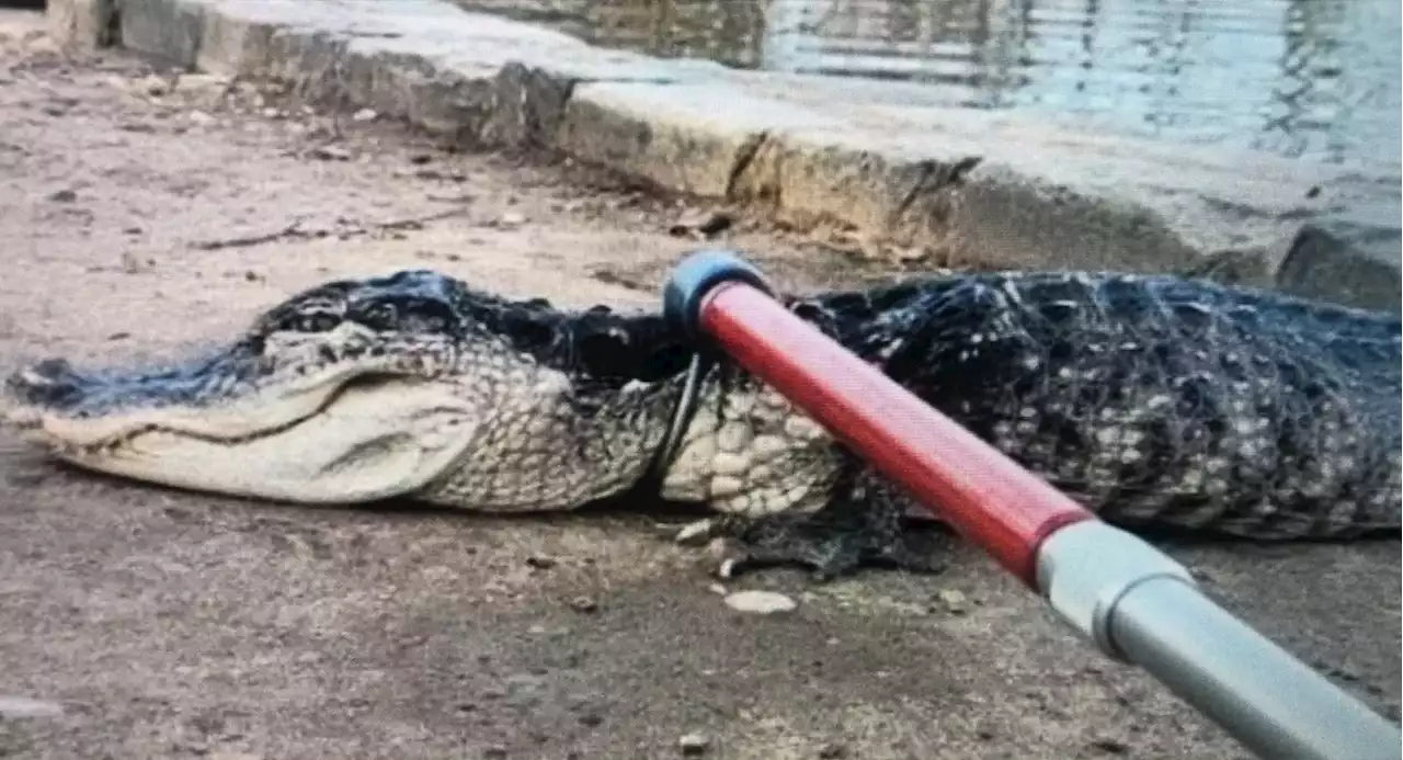 Alligator captured in Brooklyn's Prospect Park Lake continues to be evaluated