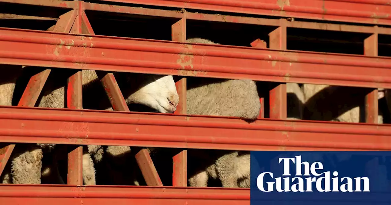 Greens decry ‘utter decimation’ of independent observer program for live exports