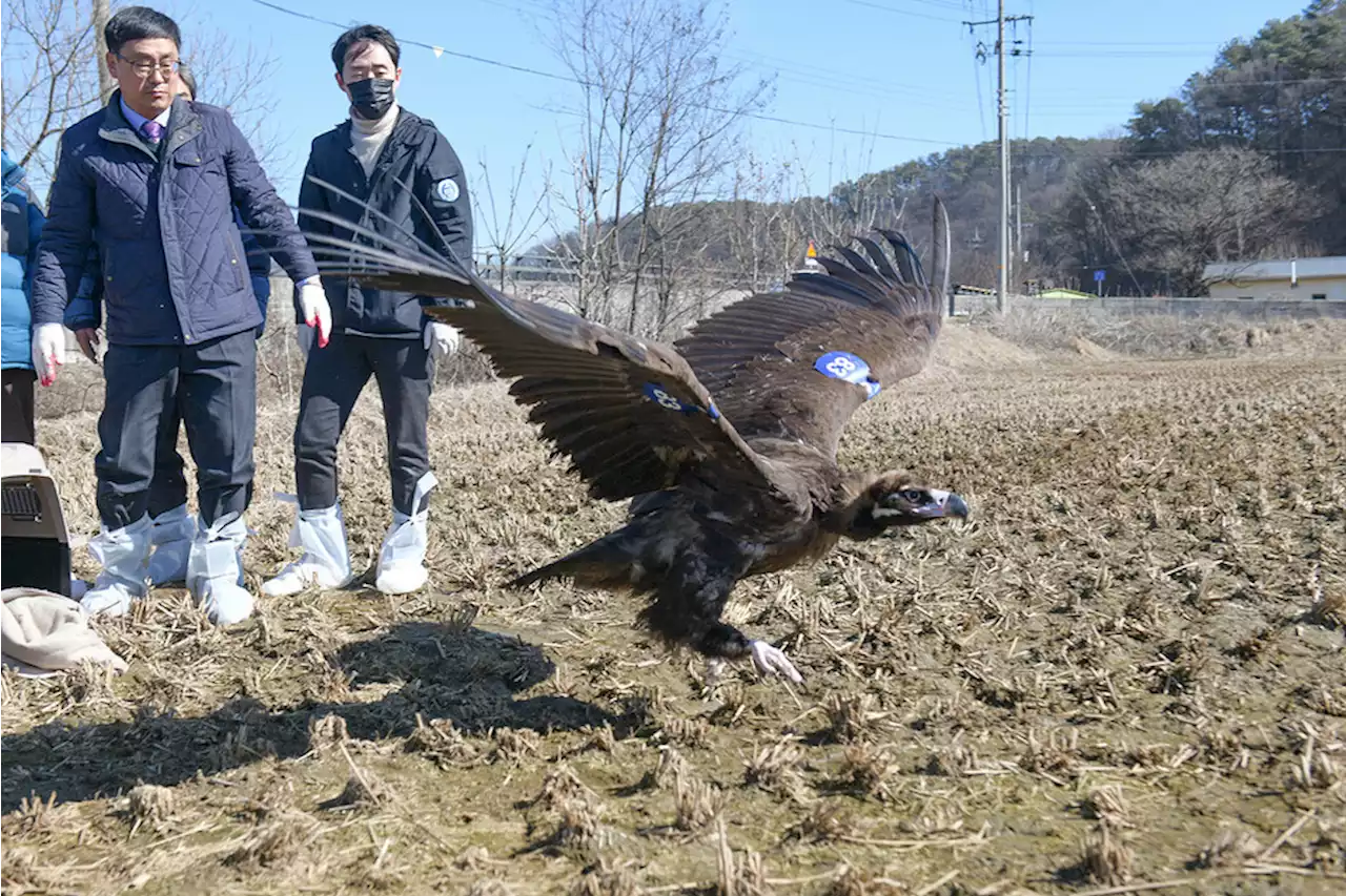 야산에 쓰러져있던 ‘농약 중독’ 독수리, 2주 만에 다시 자연으로