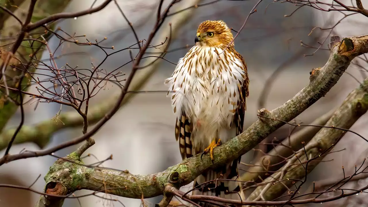 Here's why some North American bird names no longer fly