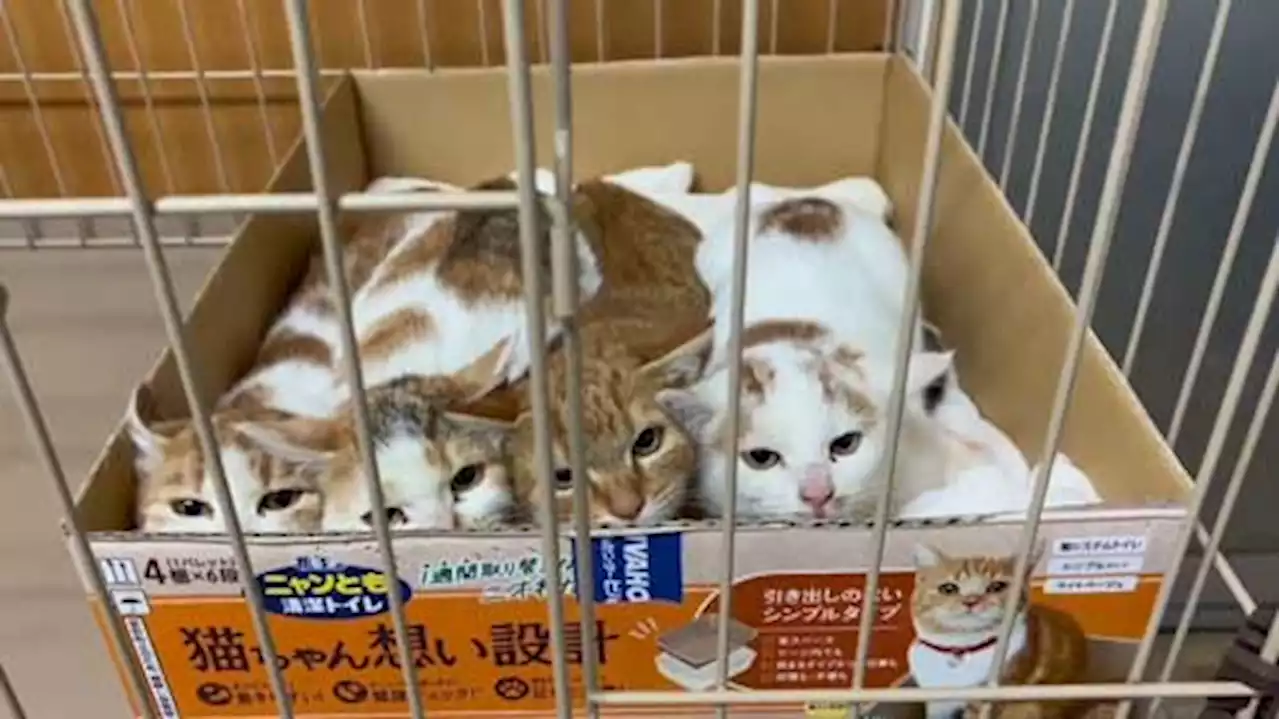 保護したばかりの子猫4兄妹、くっついて息をひそめ…… イカ耳でかくれんぼする姿に8万人もん絶 - トピックス｜Infoseekニュース