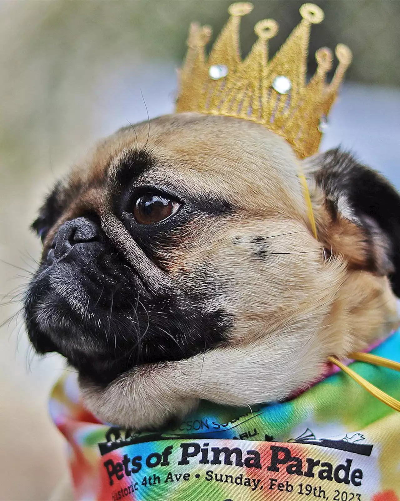 Pets of Pima Parade Sunday, Feb. 19