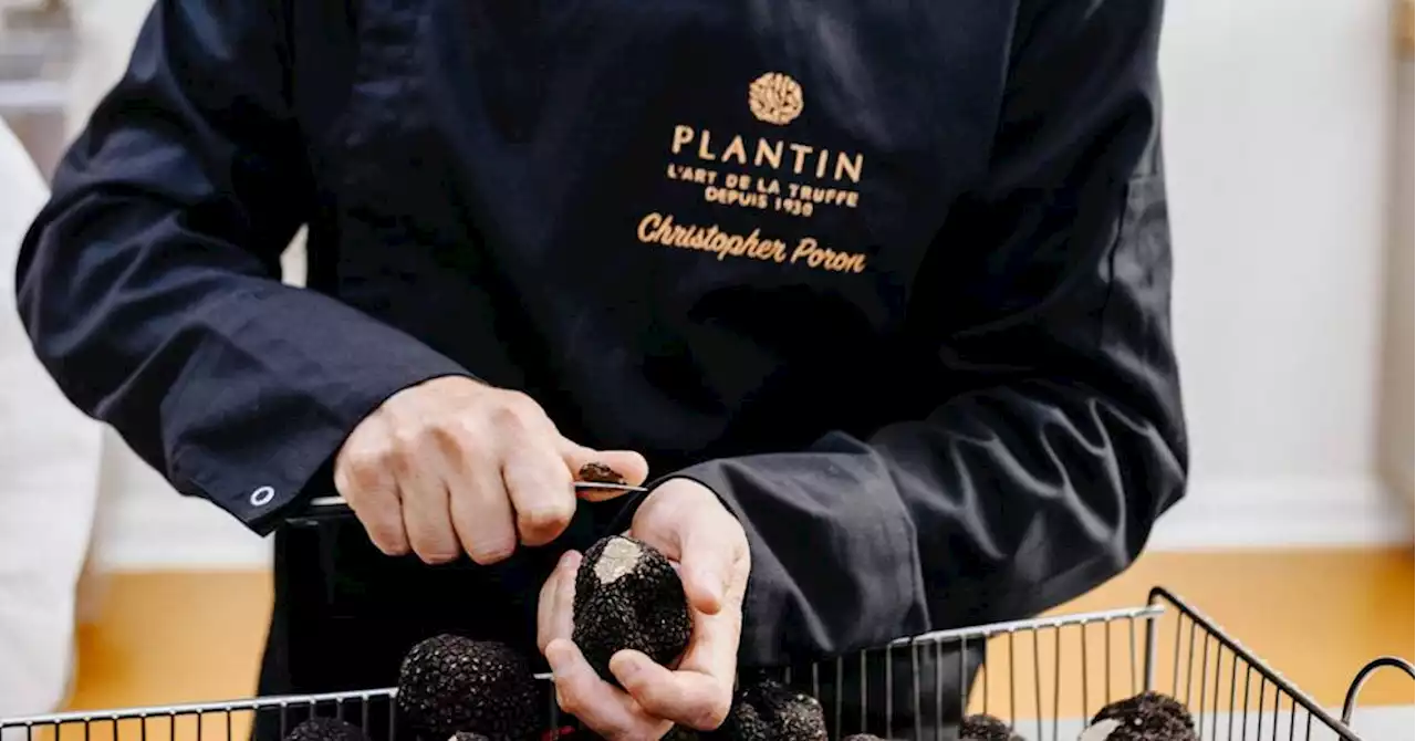 La Vauclusienne Plantin a du nez pour choisir ses truffes