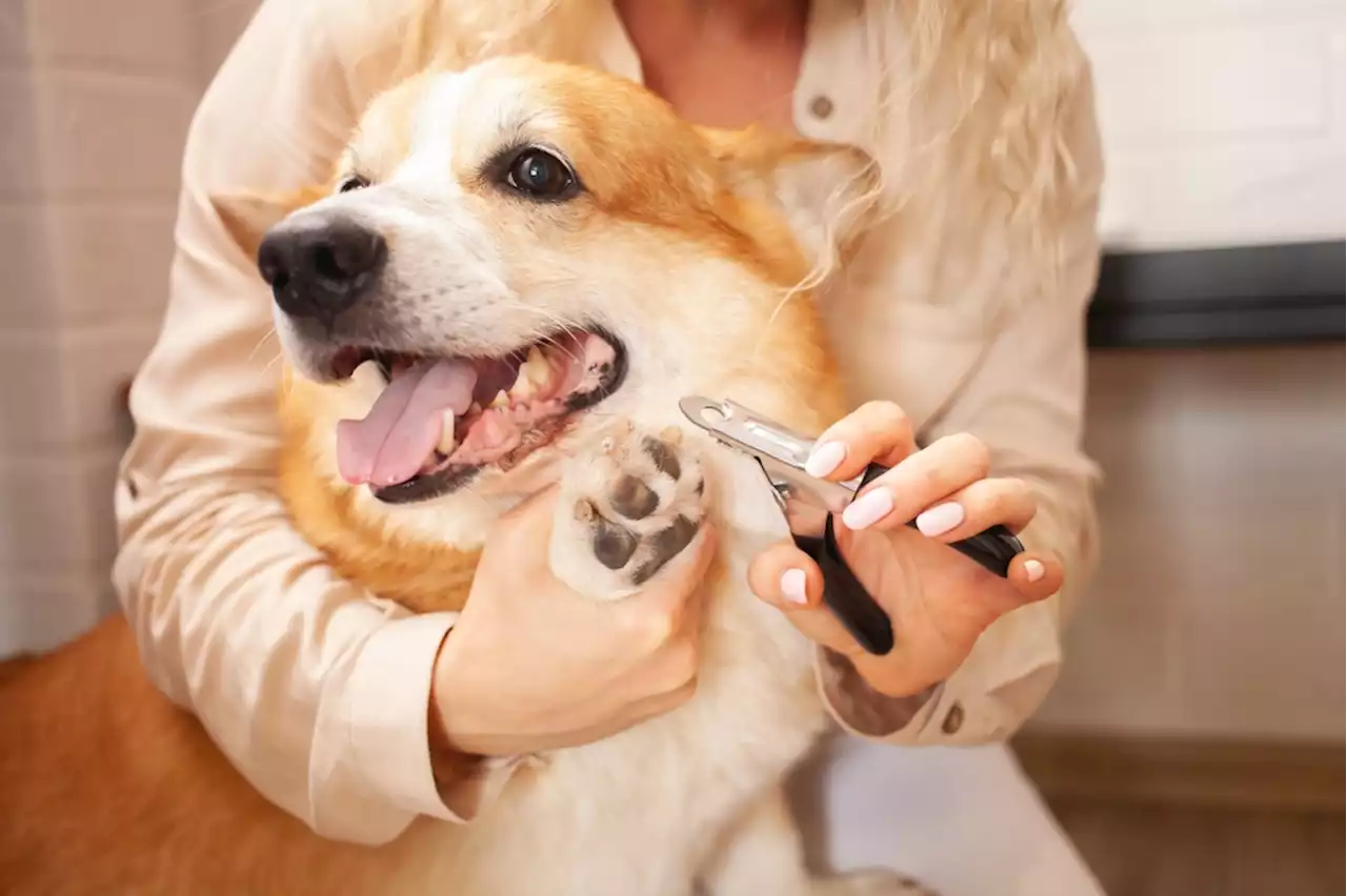 San Jose dog has intense reaction to having his nails trimmed