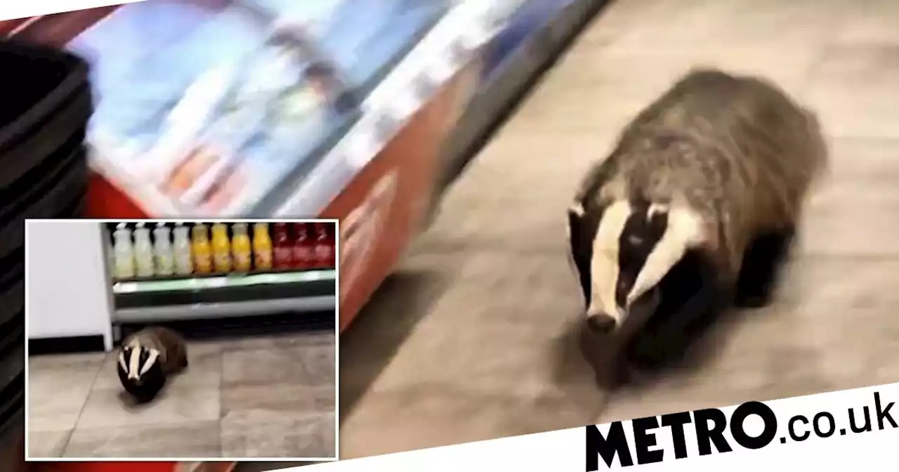 Woman badgered by badger at petrol station