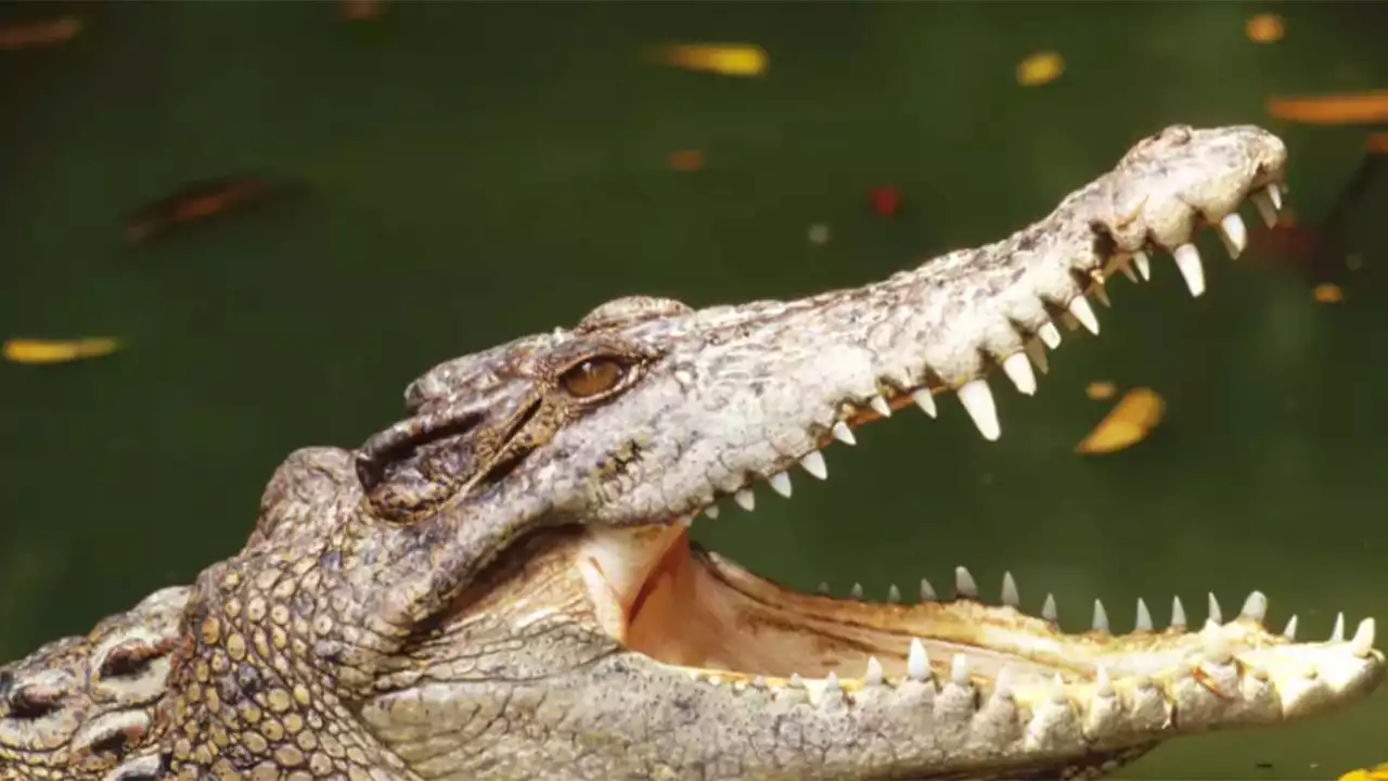 En un parque público de New York encontraron flotando un caiman de más de un metro