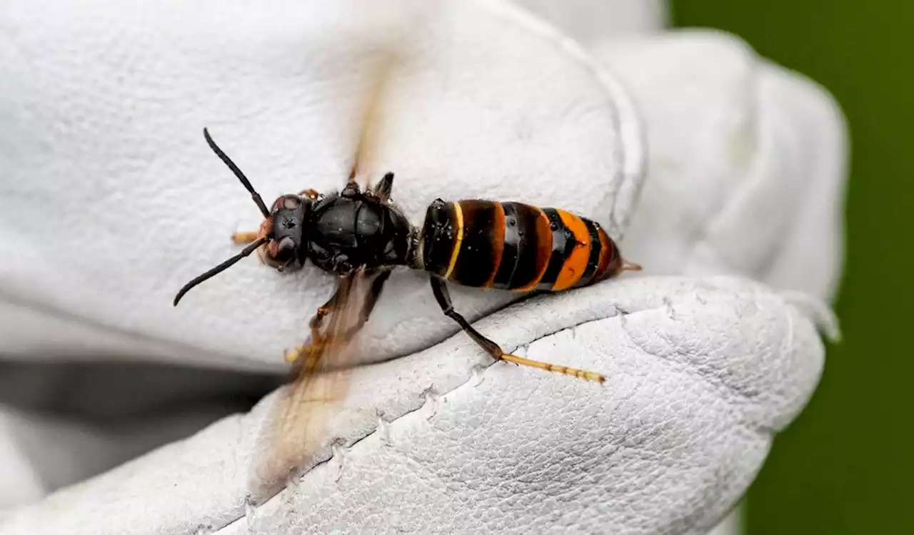 Asiatische Hornissen töten Bienen und Hummeln – so ist die Lage in Hamburg