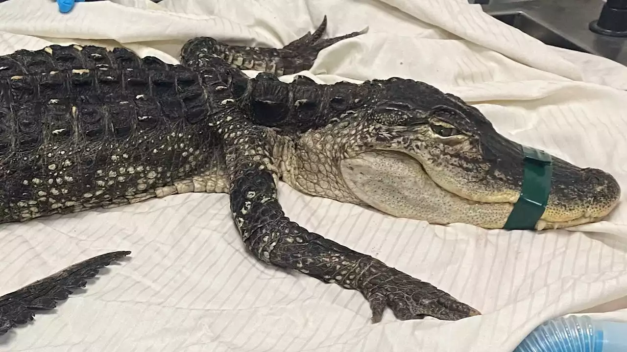 4-Foot-Long Alligator Found in Brooklyn's Prospect Park